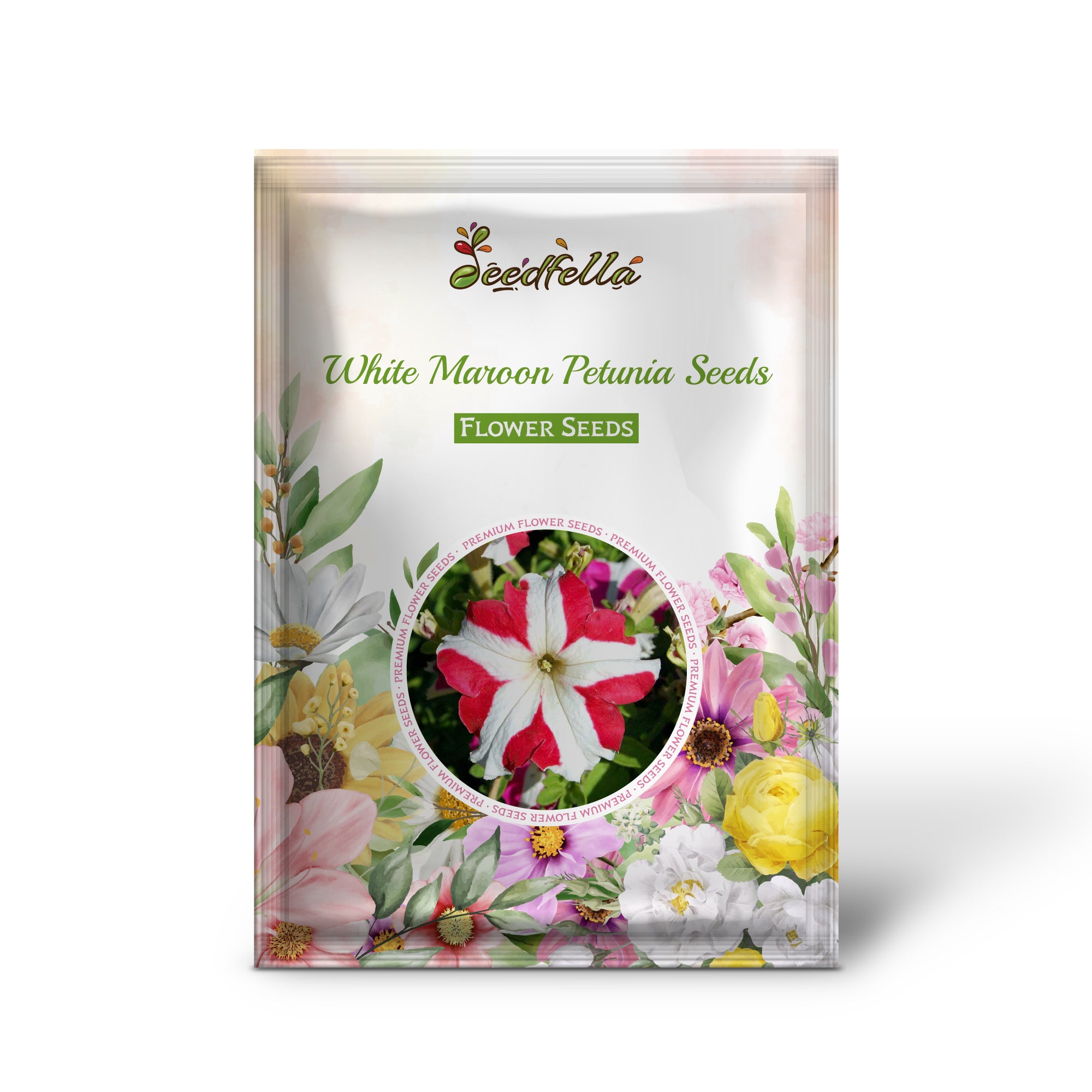 Bi-color maroon and white Petunia flowers in bloom