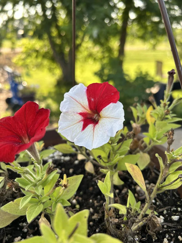 Hanging basket of maroon and white Petunia flowers