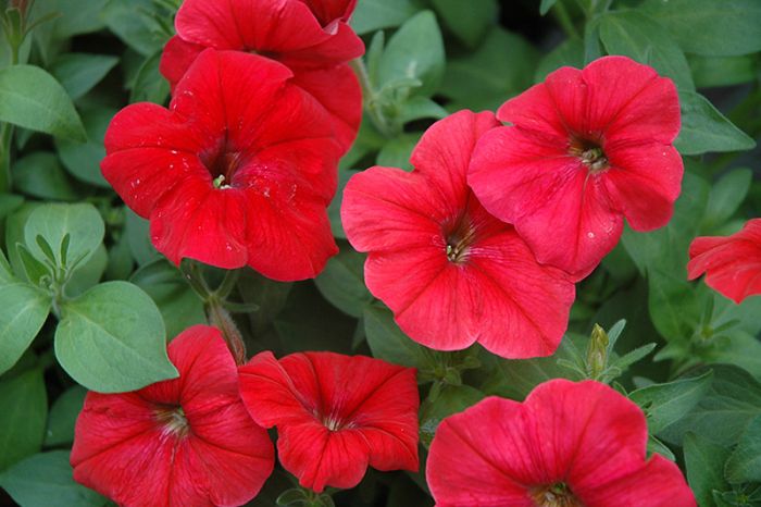 Non-GMO White Maroon Petunia seeds