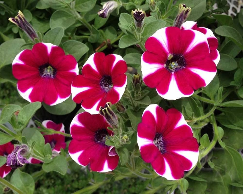 White Maroon Petunia flower seeds for planting