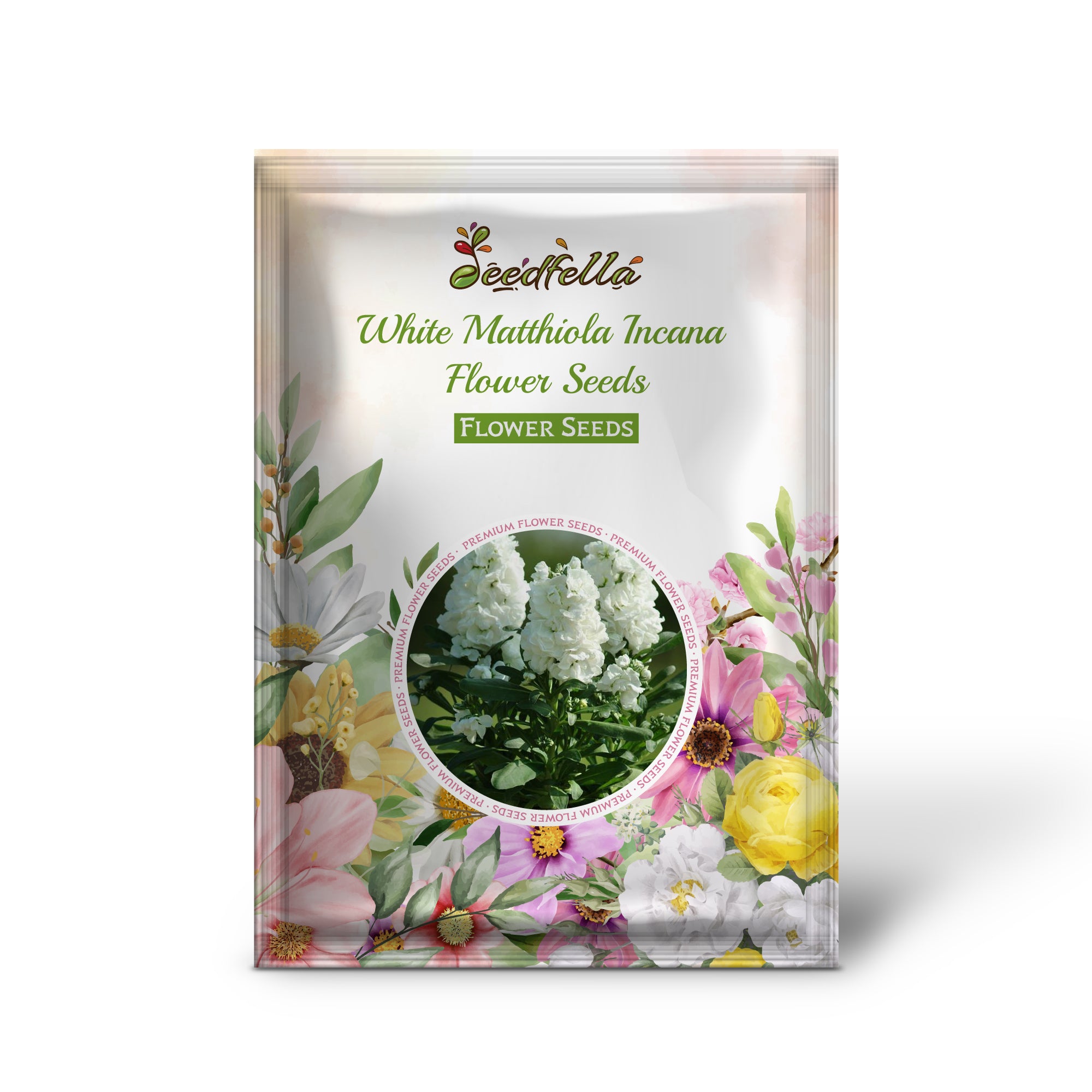 White Matthiola Incana flowers blooming in garden