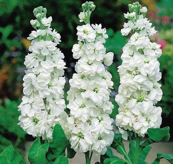 Non GMO White Matthiola Incana seeds