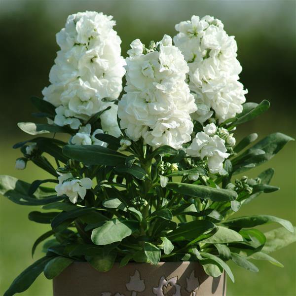 White Matthiola Incana flower seeds for garden planting