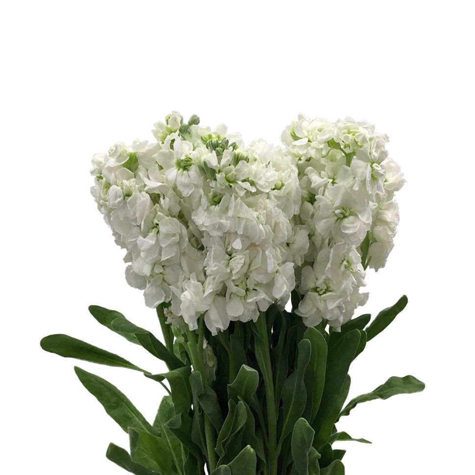 Non GMO White Matthiola flower seeds