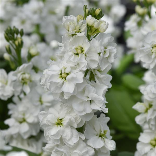 Ornamental White Matthiola for gardens