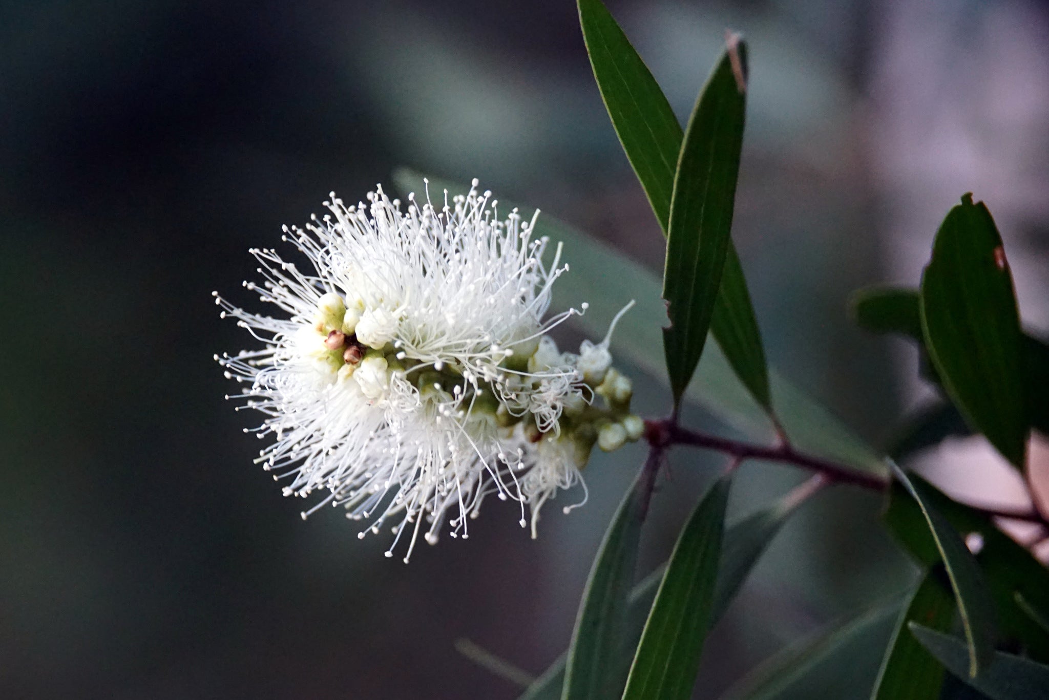 White Melaleuca tree with soft brush-like blooms