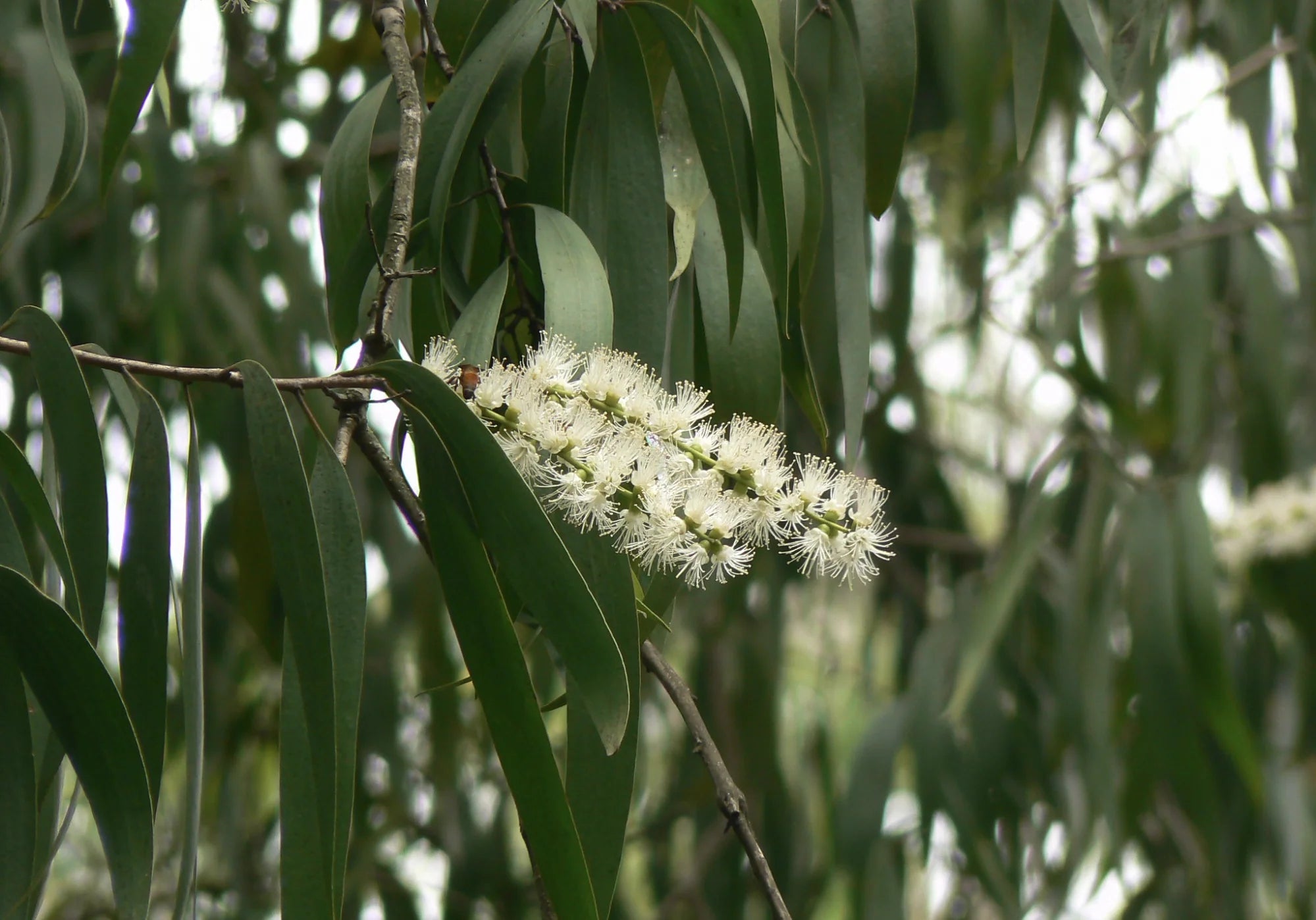 Non-GMO White Melaleuca seeds