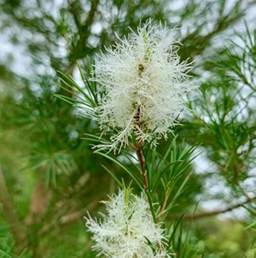 Ornamental White Melaleuca tree in garden