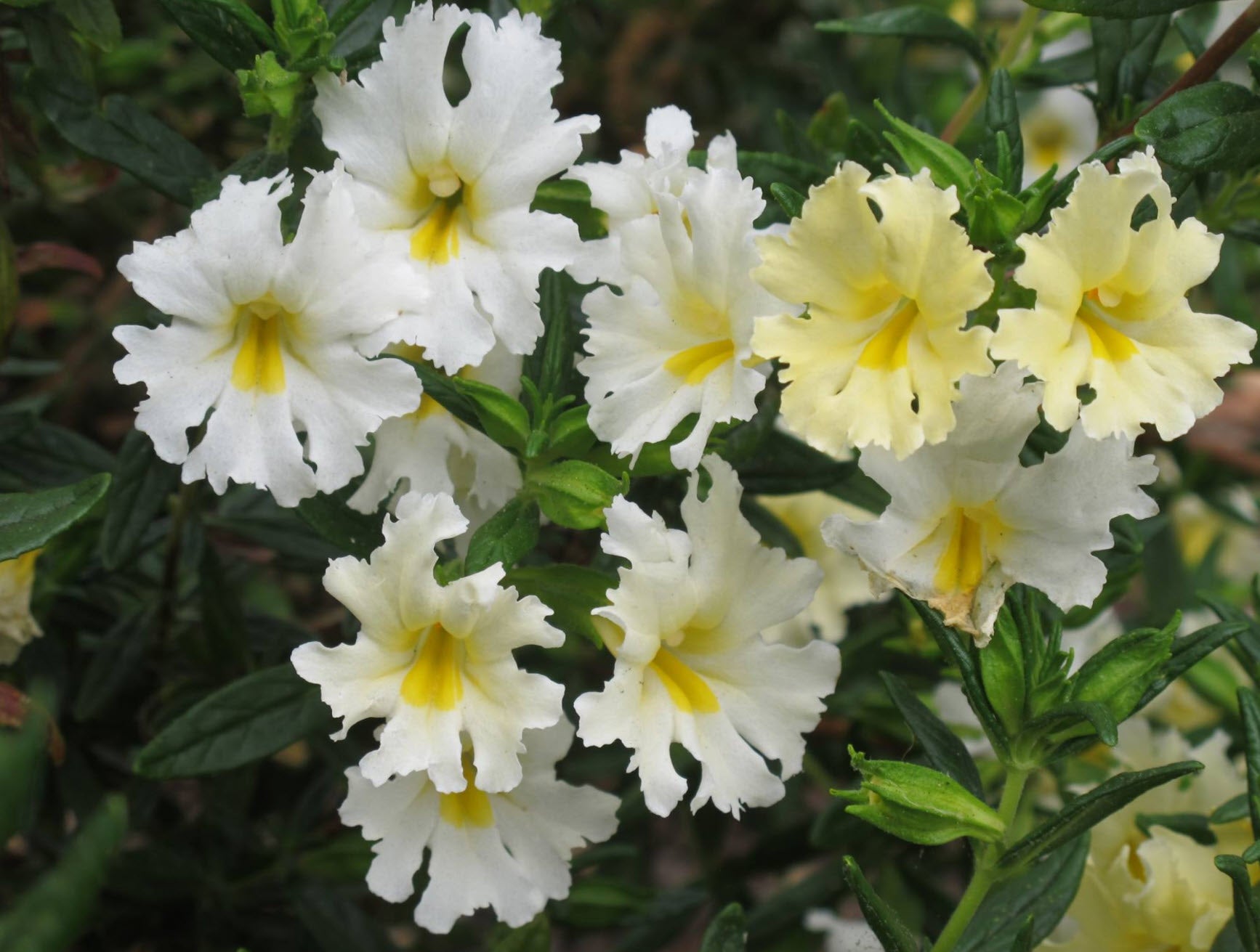 Non-GMO White Mimulus Hybridus seeds