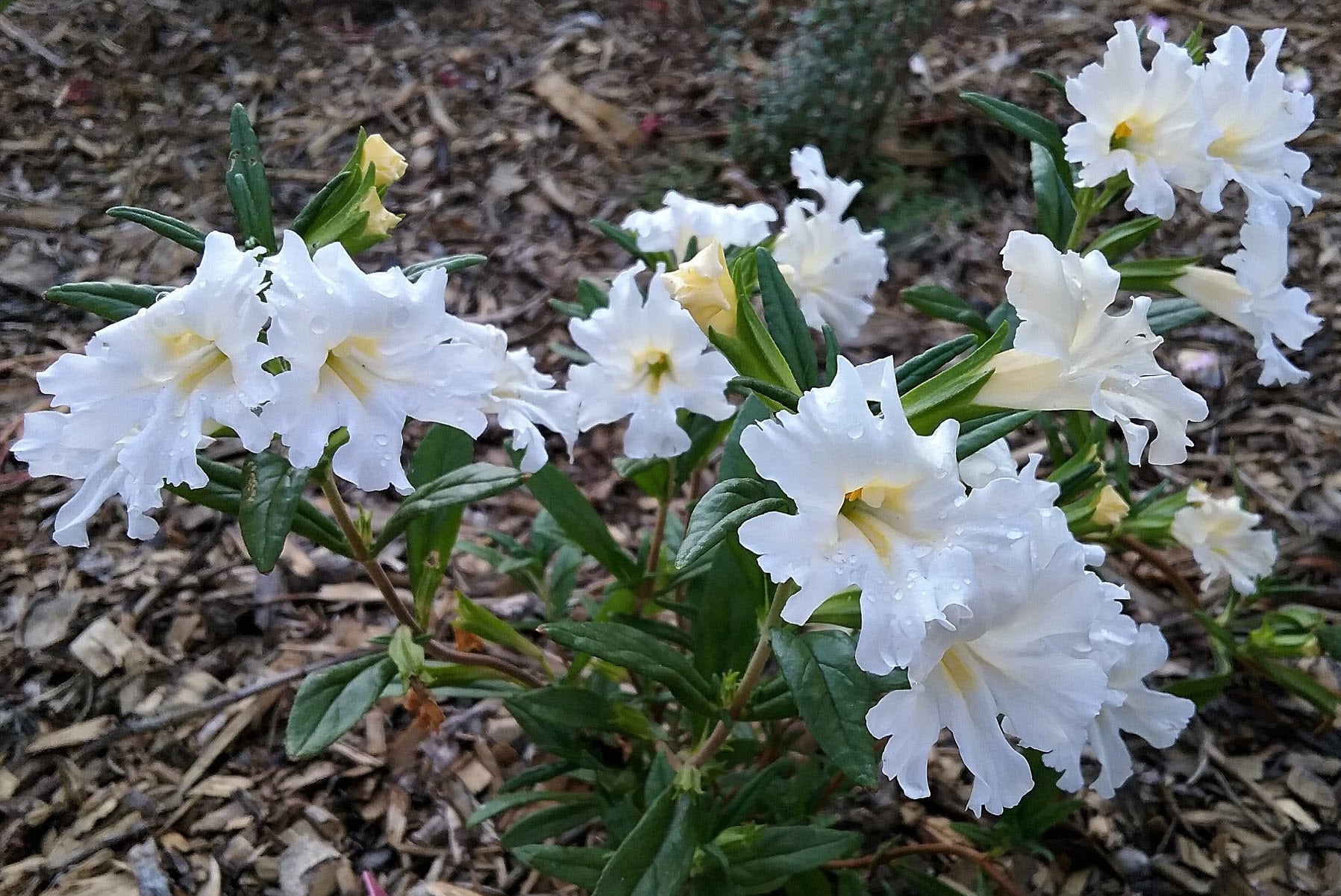 Ornamental White Mimulus Hybridus flowering plant
