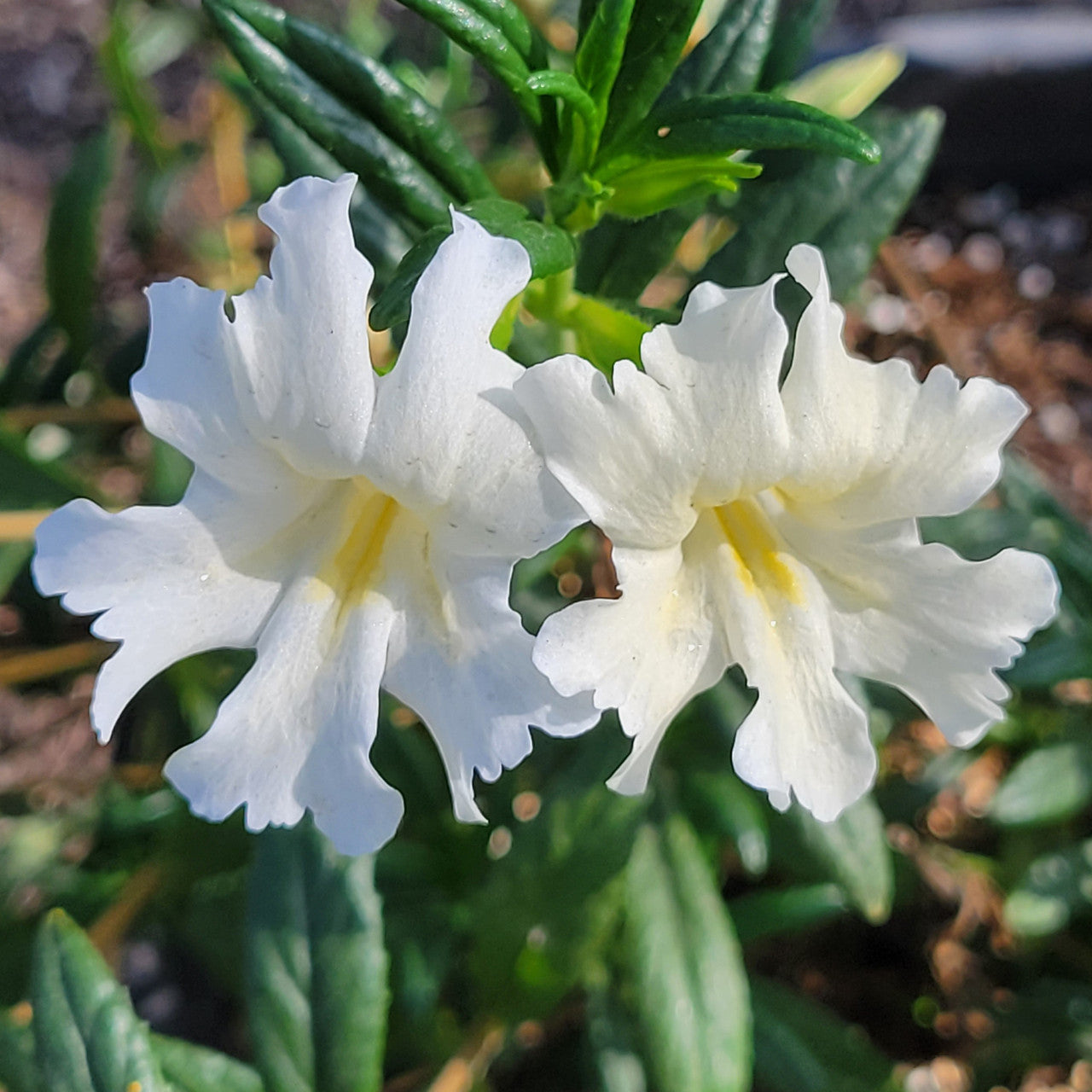 White Mimulus Hybridus flower seeds for planting