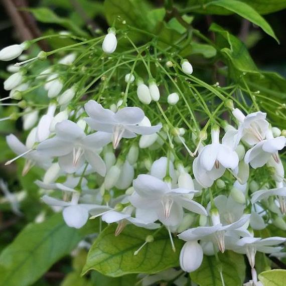 White Mok Flower seeds for planting