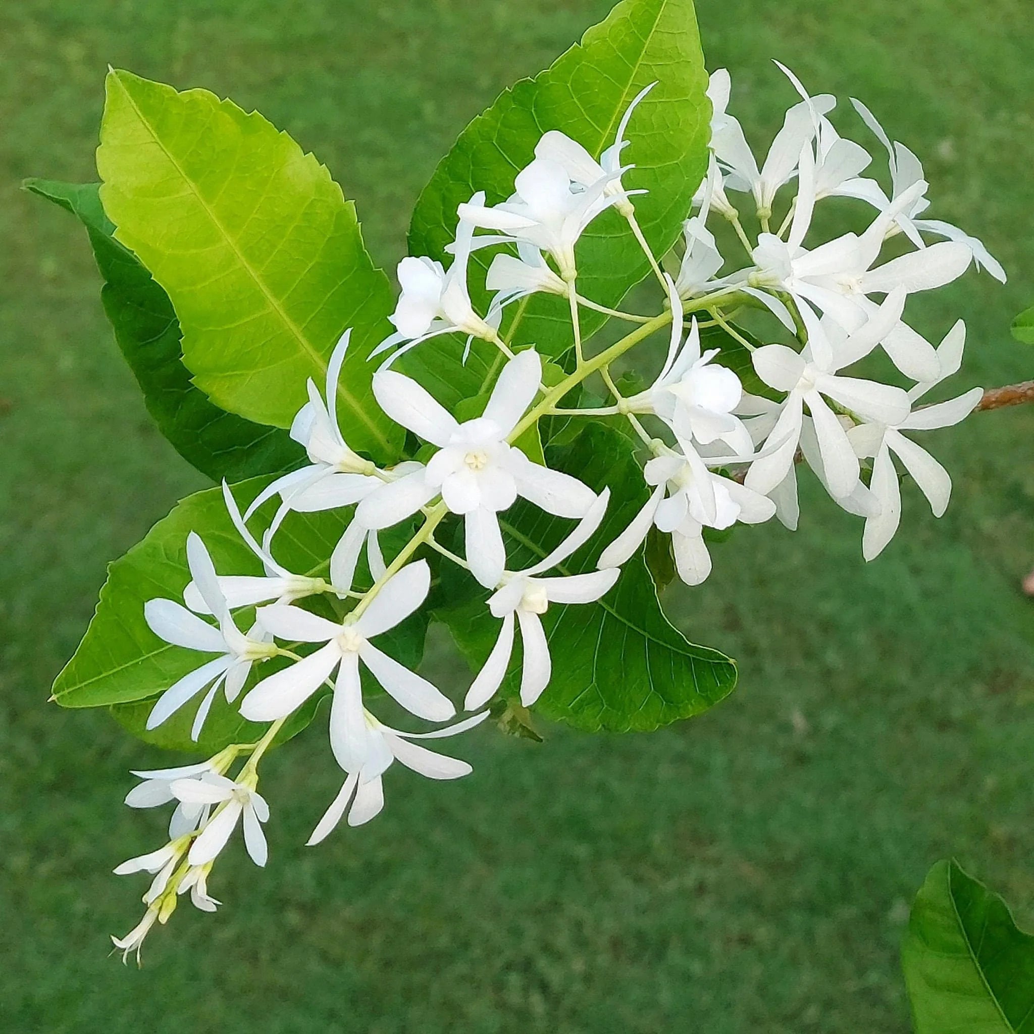 Non GMO White Mok Flower seeds