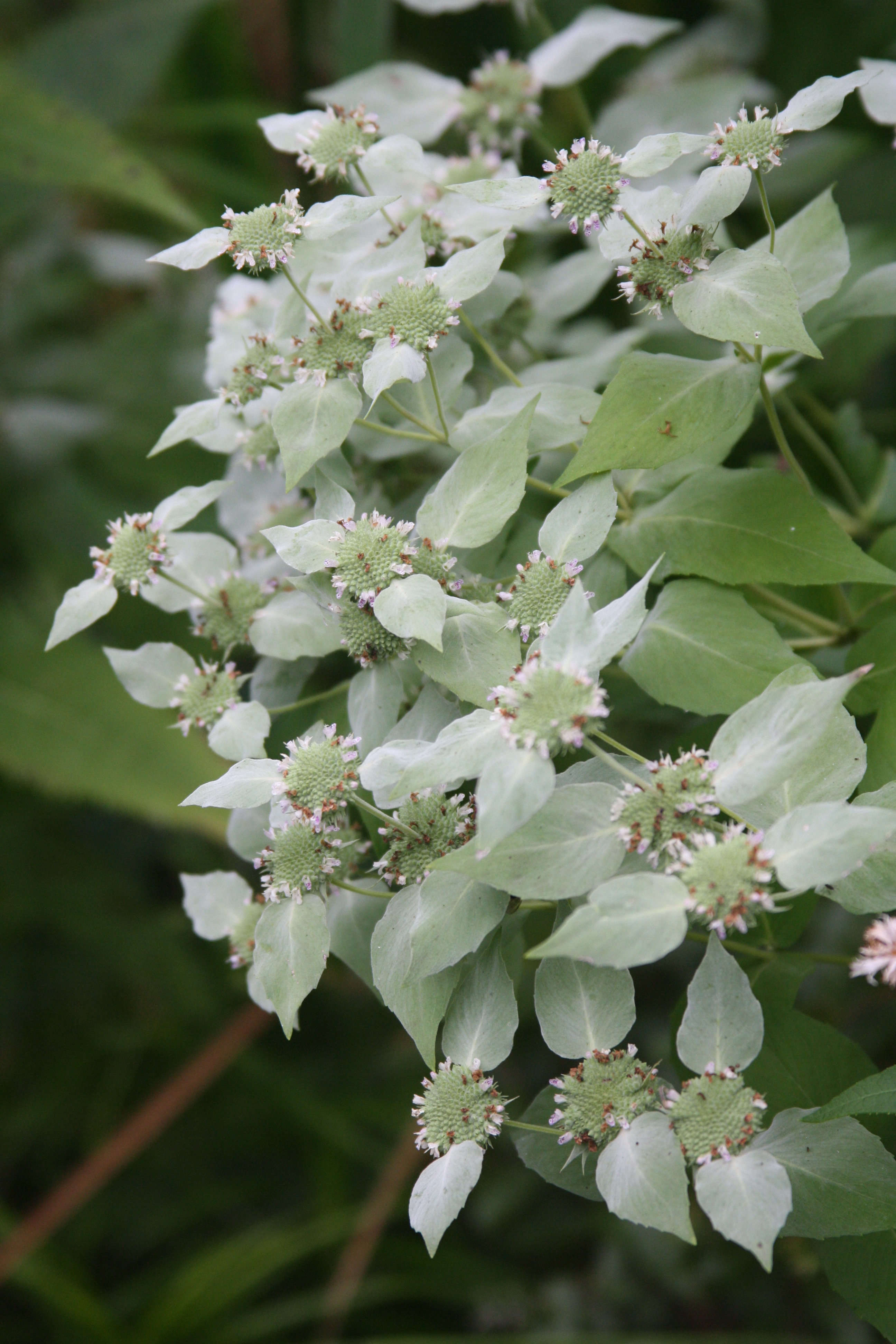 Ornamental White Mountain Mint plant