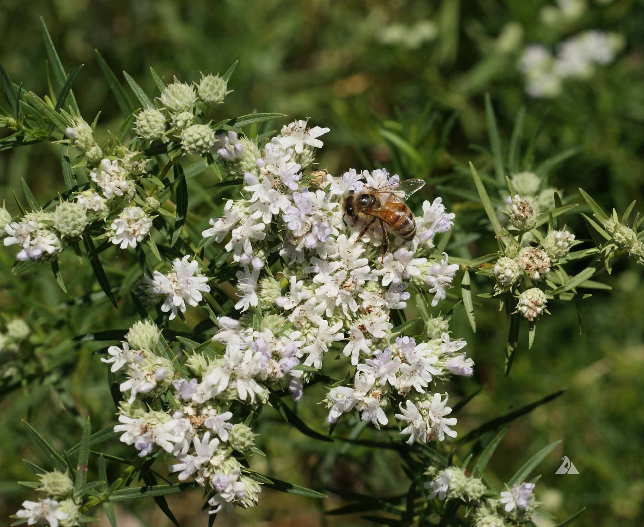 Pollinators visiting White Mountain Mint flowers