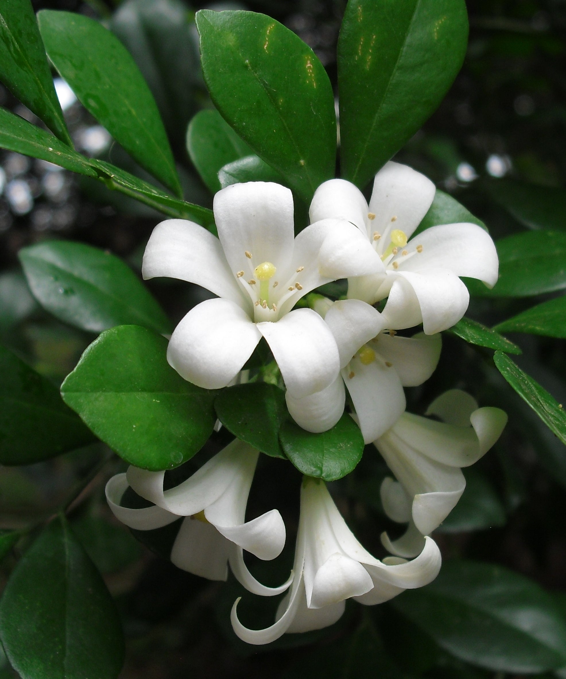 Ornamental Murraya Paniculata shrub with white blooms