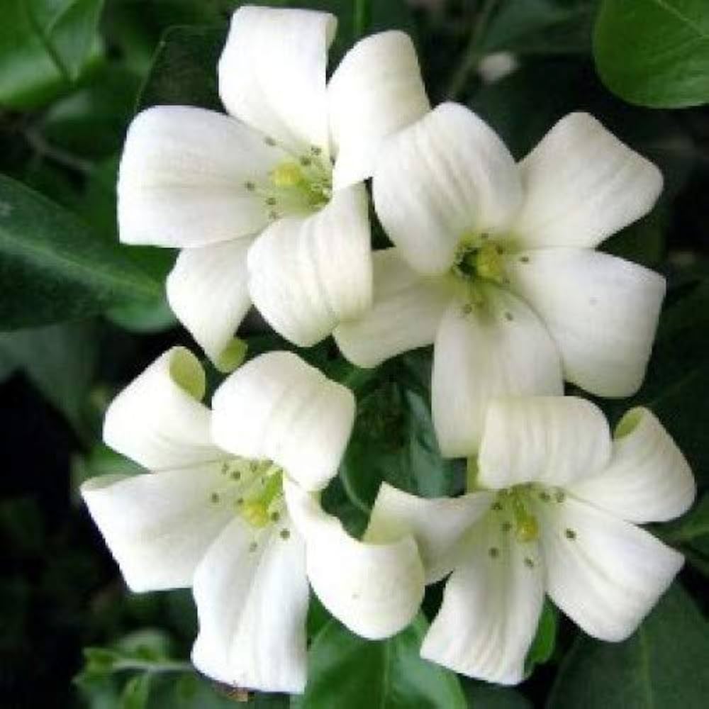 White Murraya Paniculata flower seeds for planting