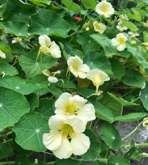 Edible White Nasturtium flowers for decoration