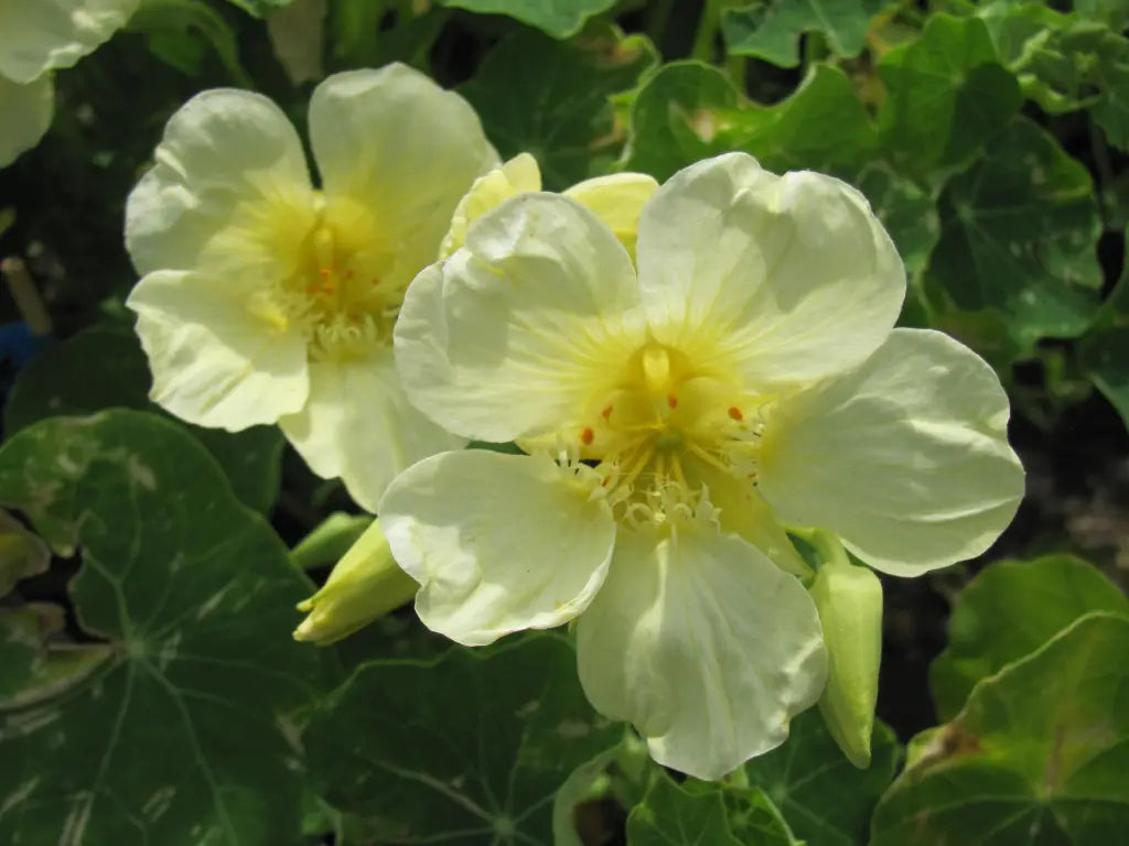 Non GMO White Nasturtium flower seeds