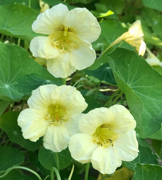Ornamental White Nasturtium seeds for gardens