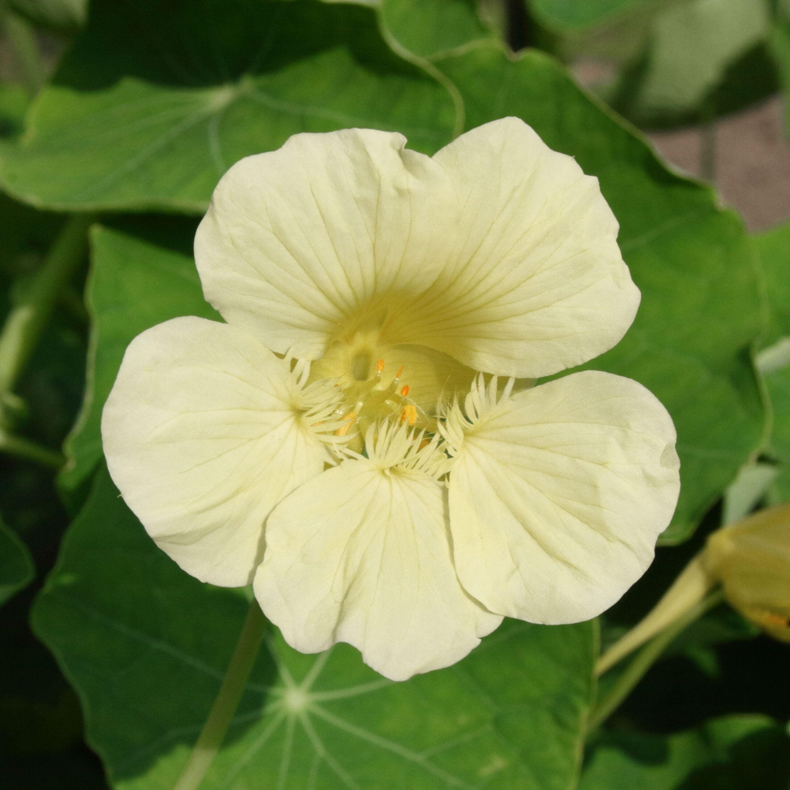 White Nasturtium Flower seeds for planting