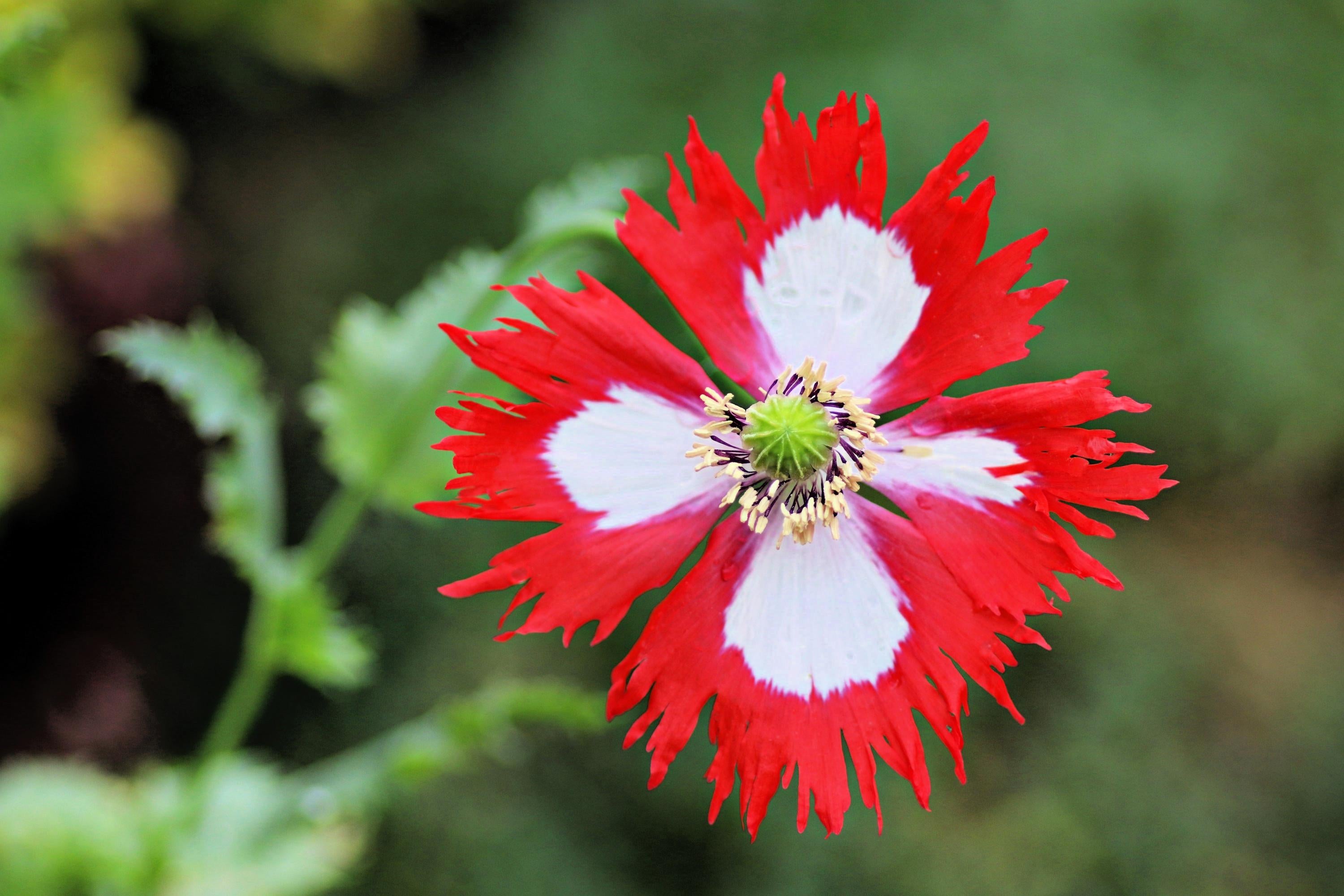 White Nemesia Strumosa used as border plant