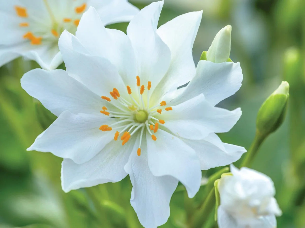 Non GMO White Nevada Lewisia seeds