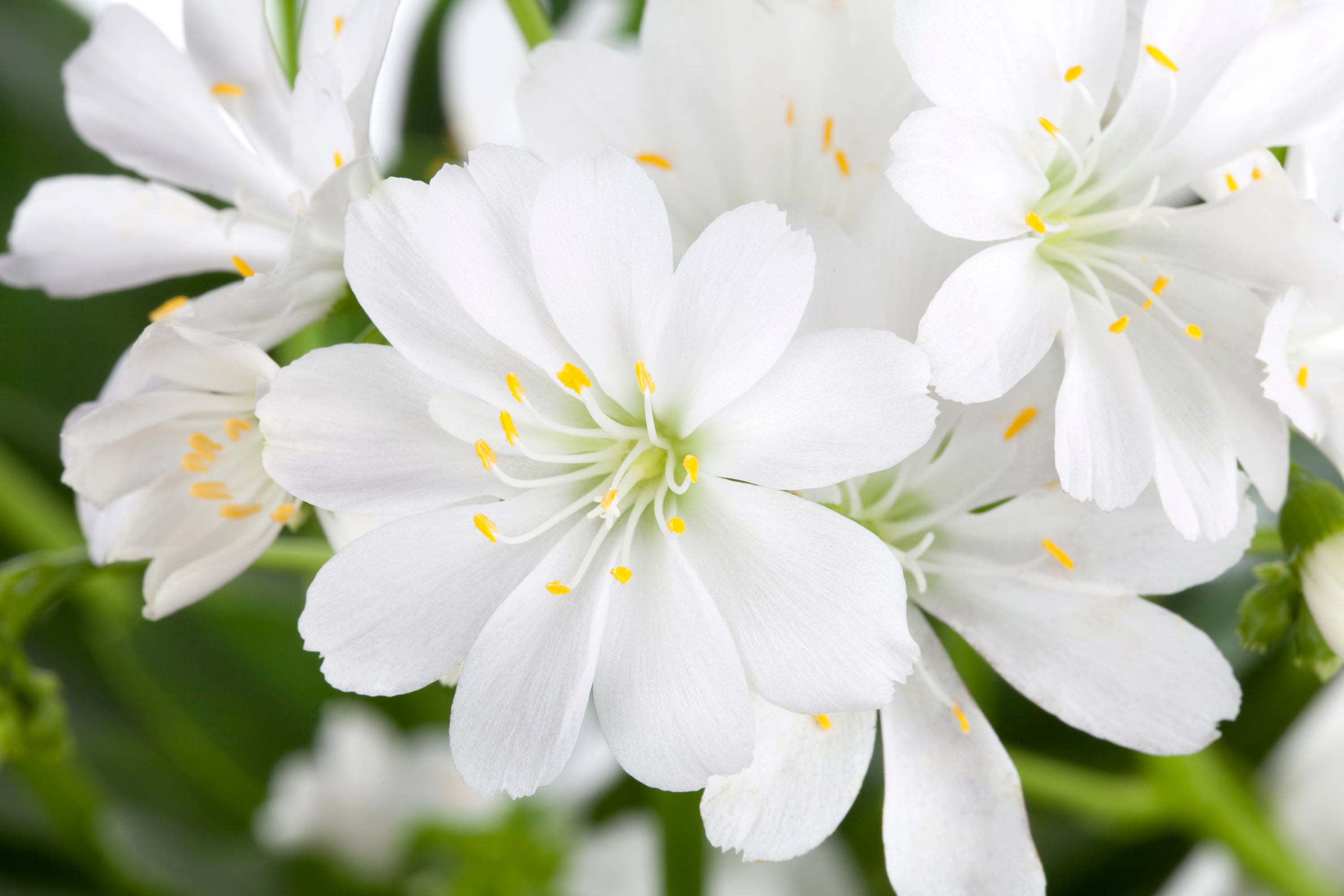 Ornamental White Nevada Lewisia seeds for gardens