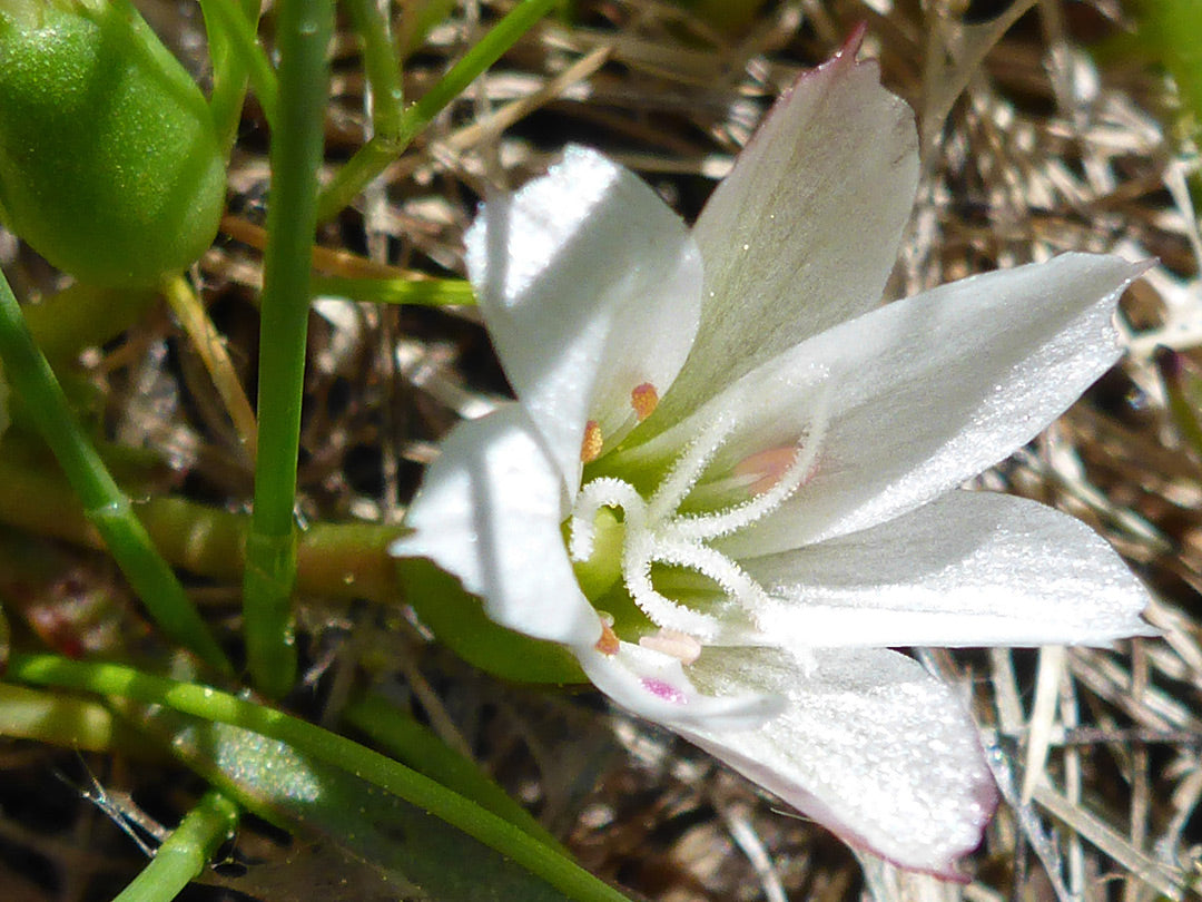 White Nevada Lewisia in rock garden