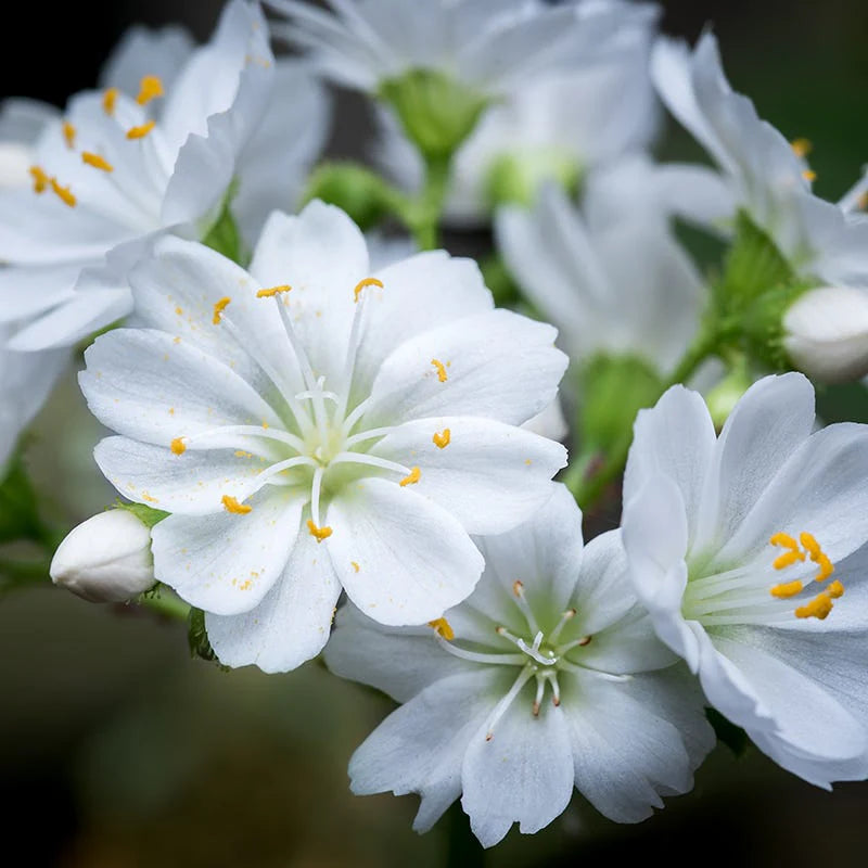 White Nevada Lewisia seeds for planting