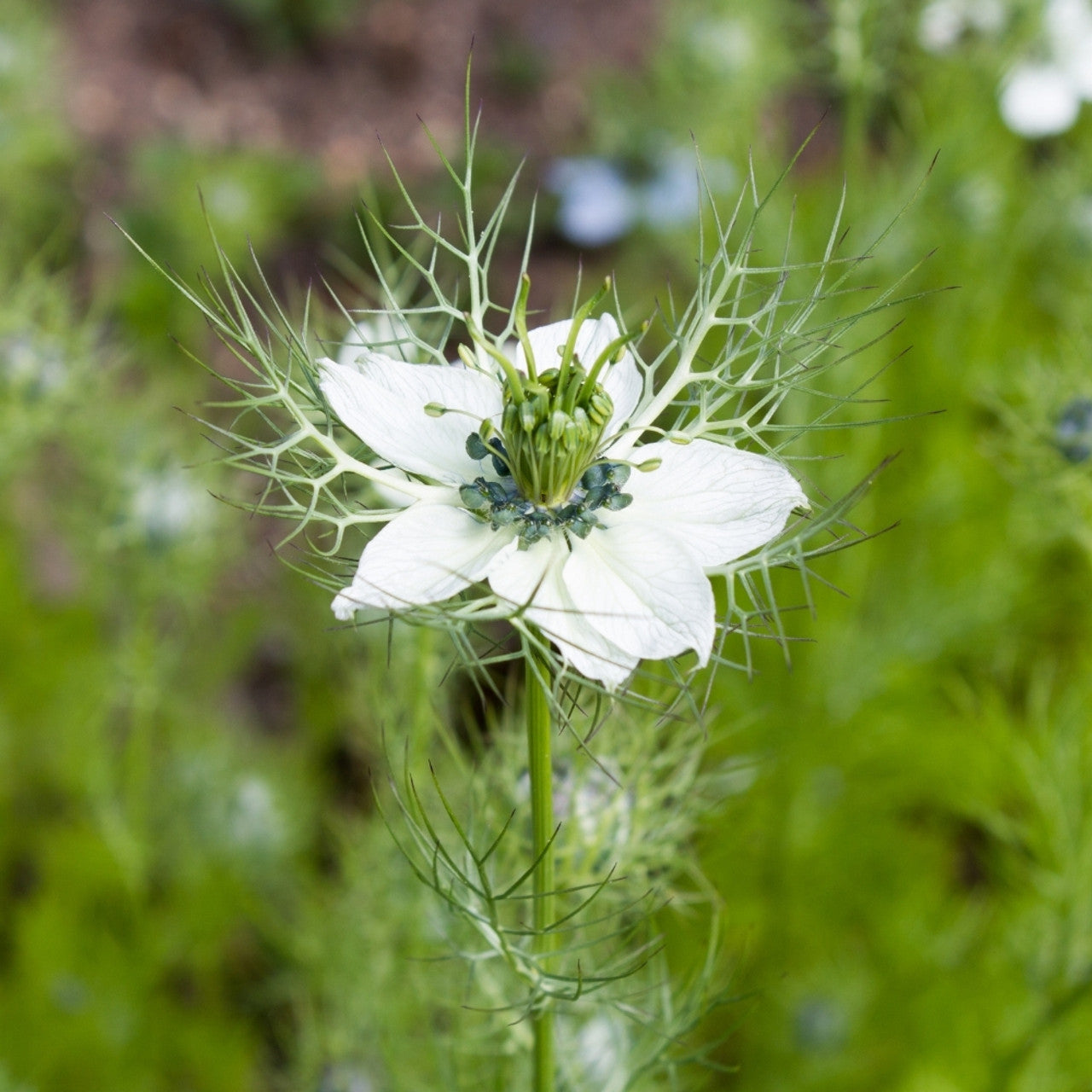 White Nigella flowers blooming in spring garden