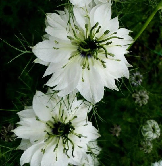 Non GMO White African Nigella seeds