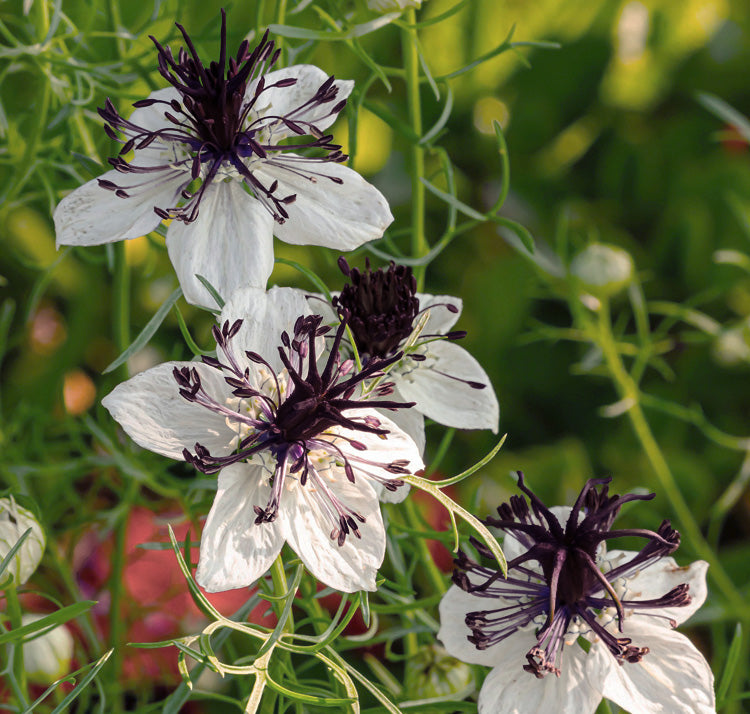 Ornamental White African Nigella seeds for gardens