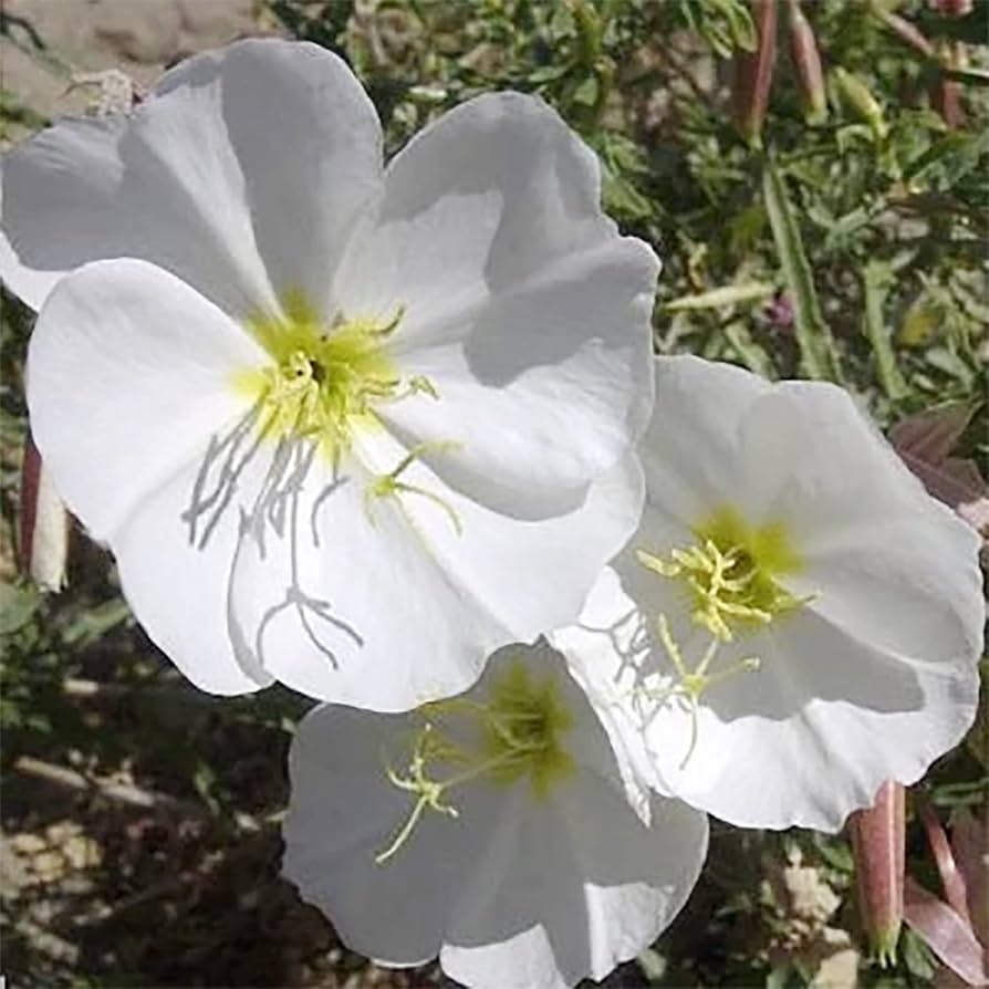 Non GMO White Oenothera seeds