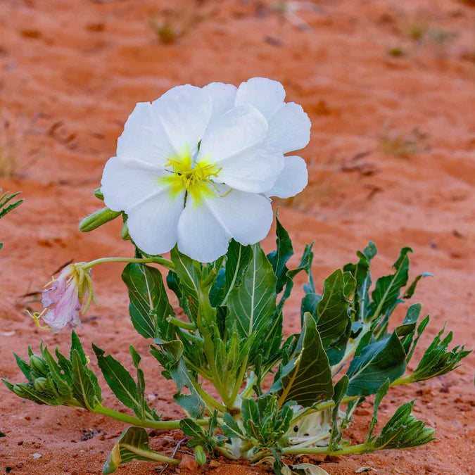 Ornamental White Oenothera flowering plant