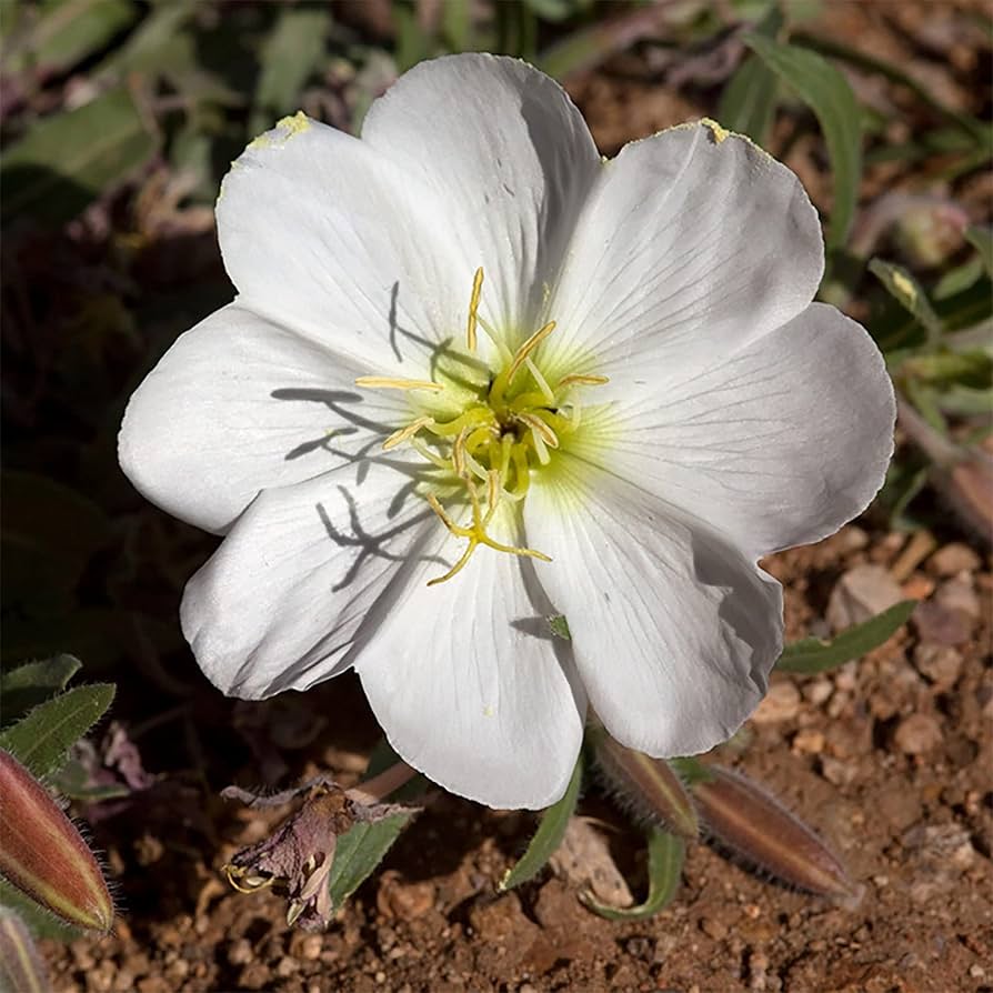 White Oenothera flower seeds for planting