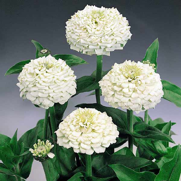 White Oklahoma flower seeds for planting