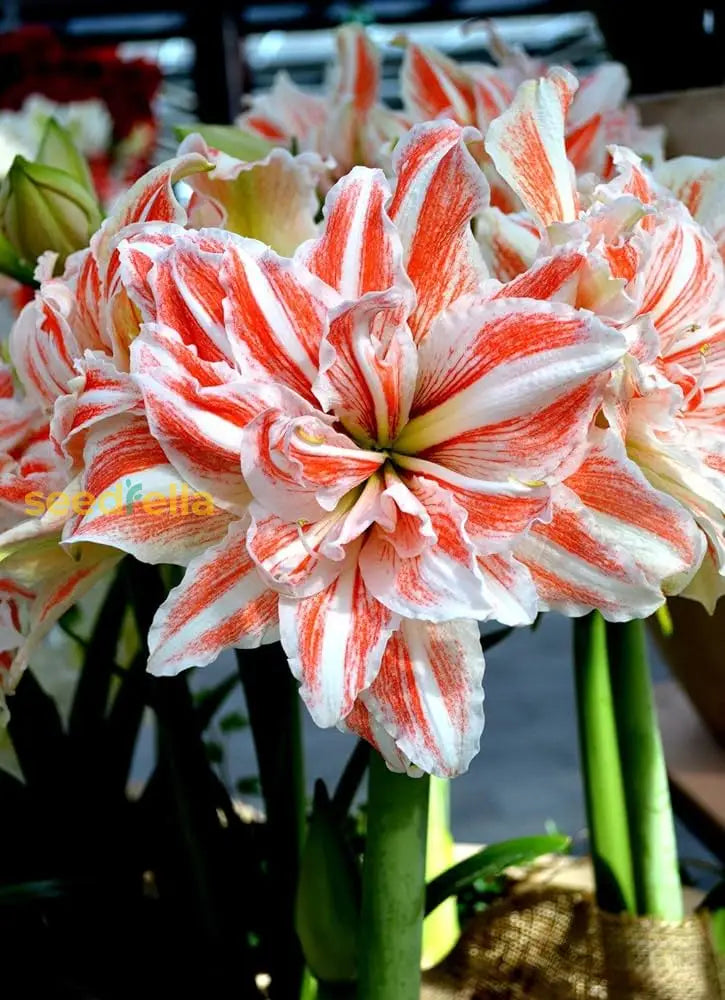Ornamental White Orange Amaryllis flowering plant
