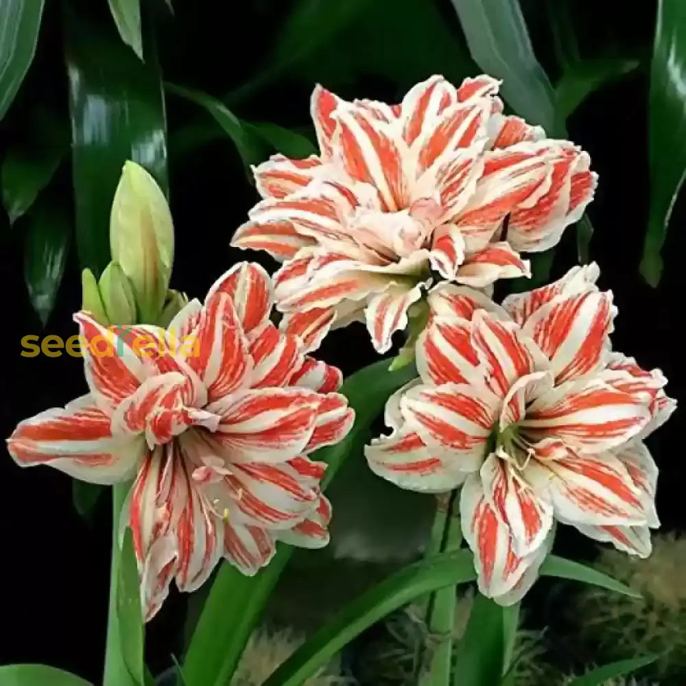 White Orange Amaryllis seeds for planting