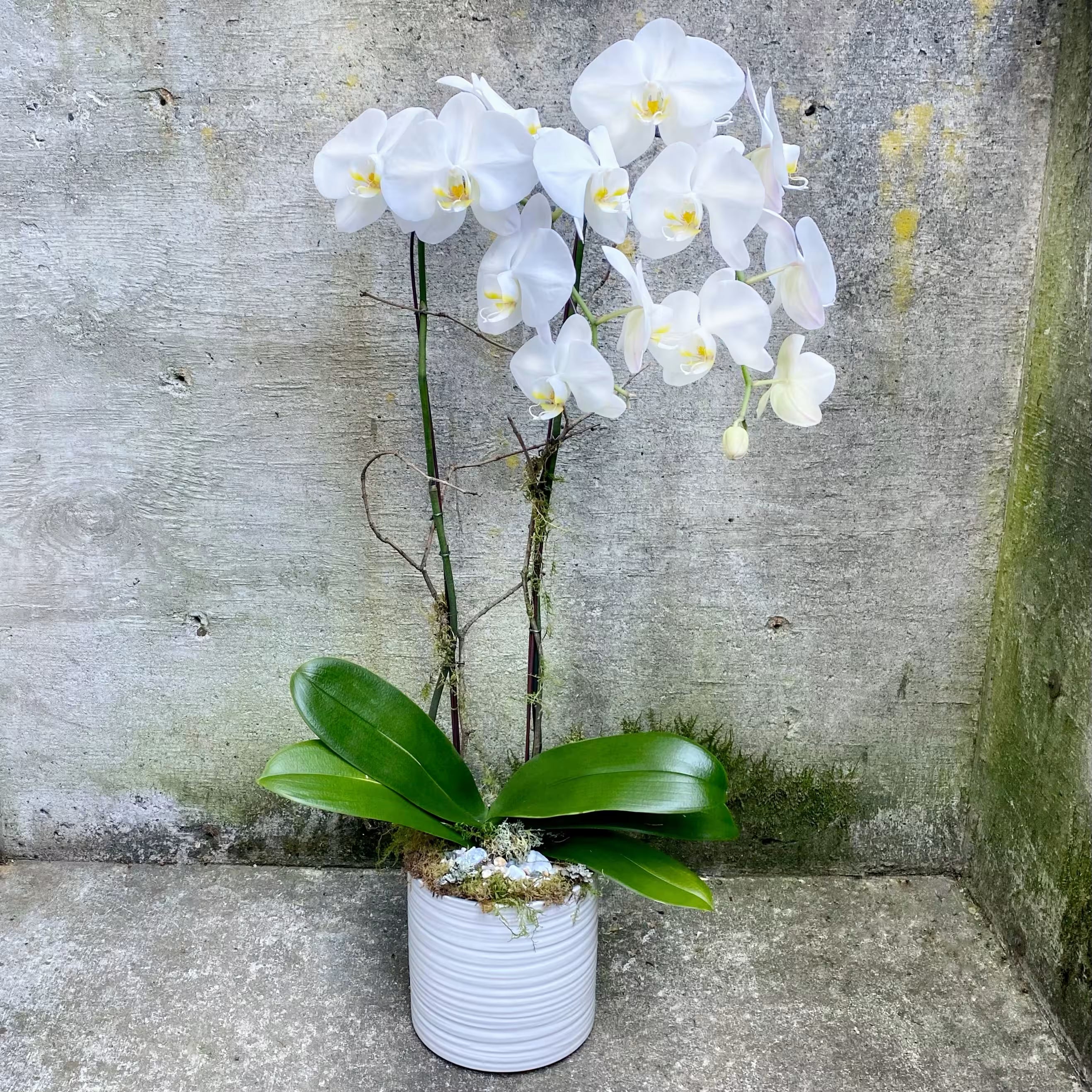 White Orchid indoor potted plant