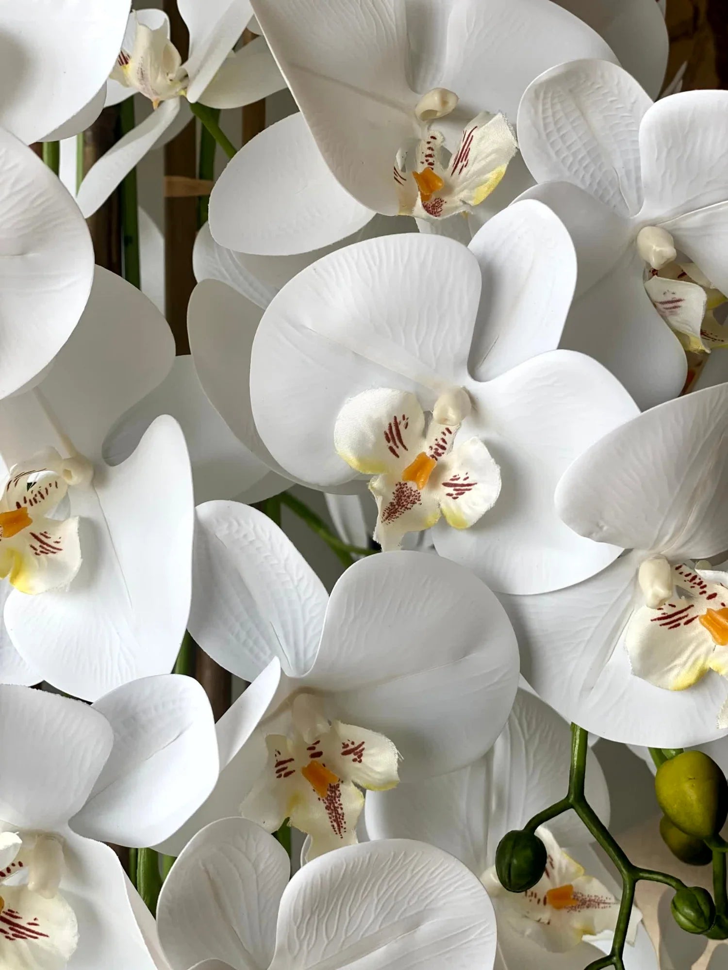 White Orchid indoor potted plant
