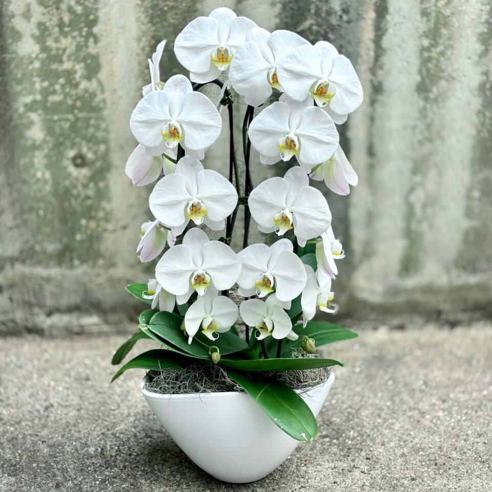 Non GMO White Orchid flower seeds
