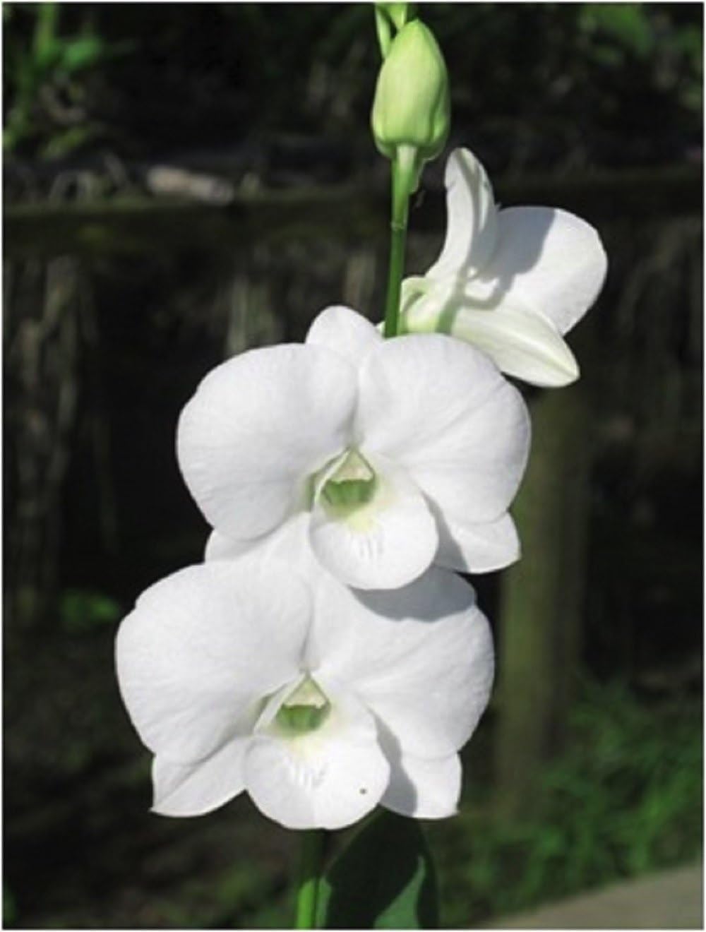 Ornamental White Orchid plant for gardens