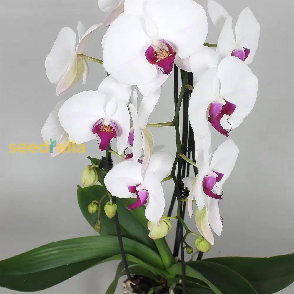 Ornamental White Orchid flowering plant