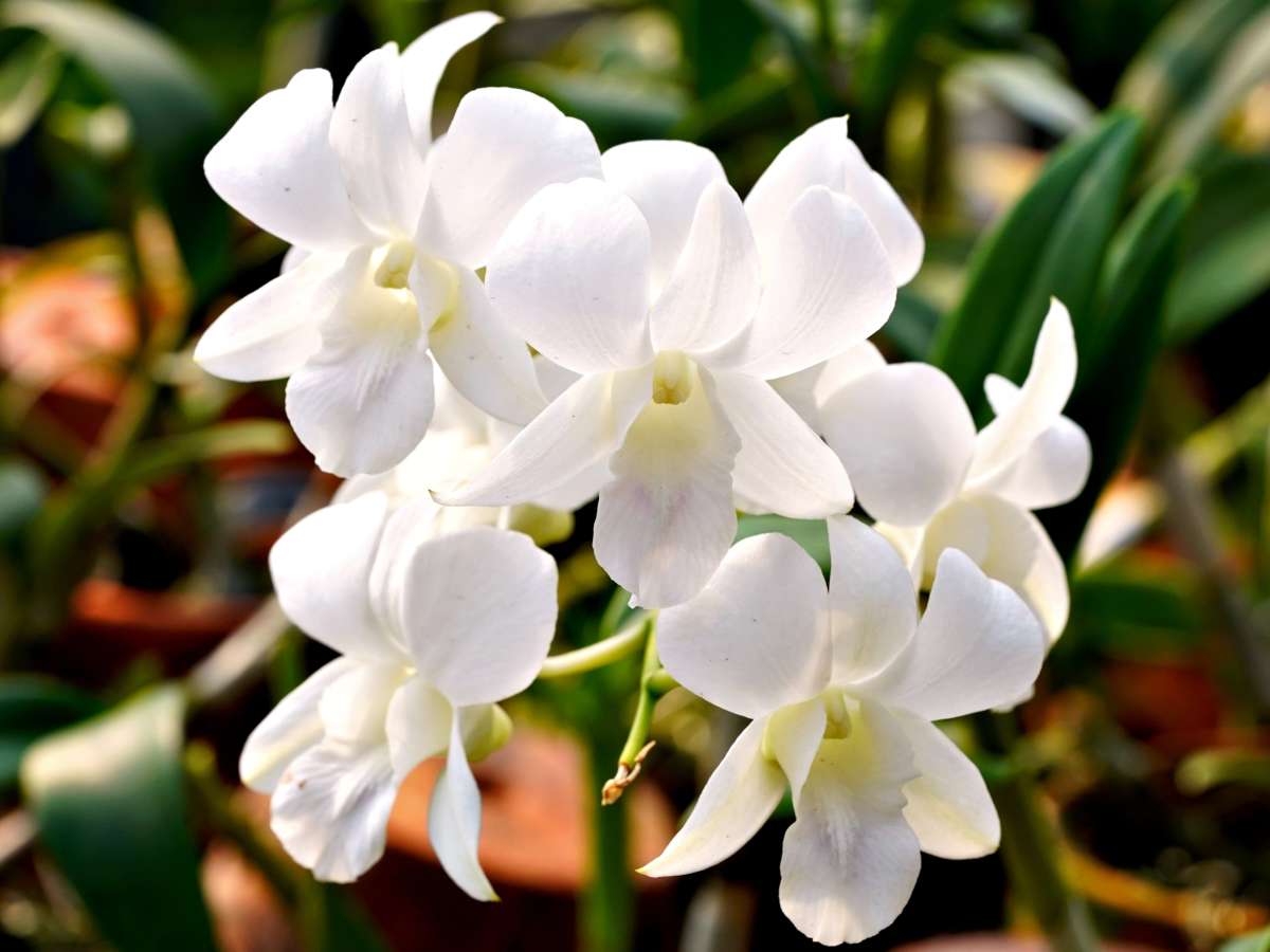 White Orchid flower seeds for planting