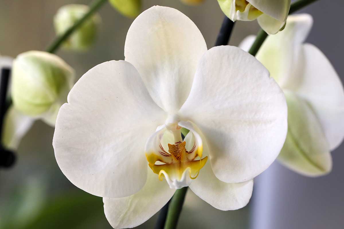 White Orchid planting seeds