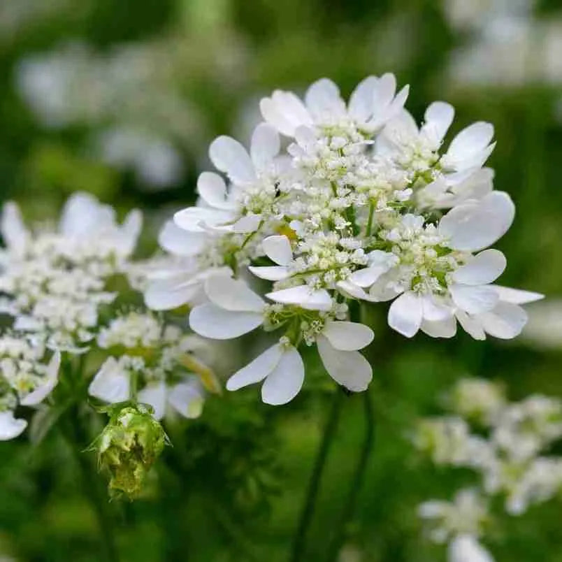 Non GMO White Orlaya seeds