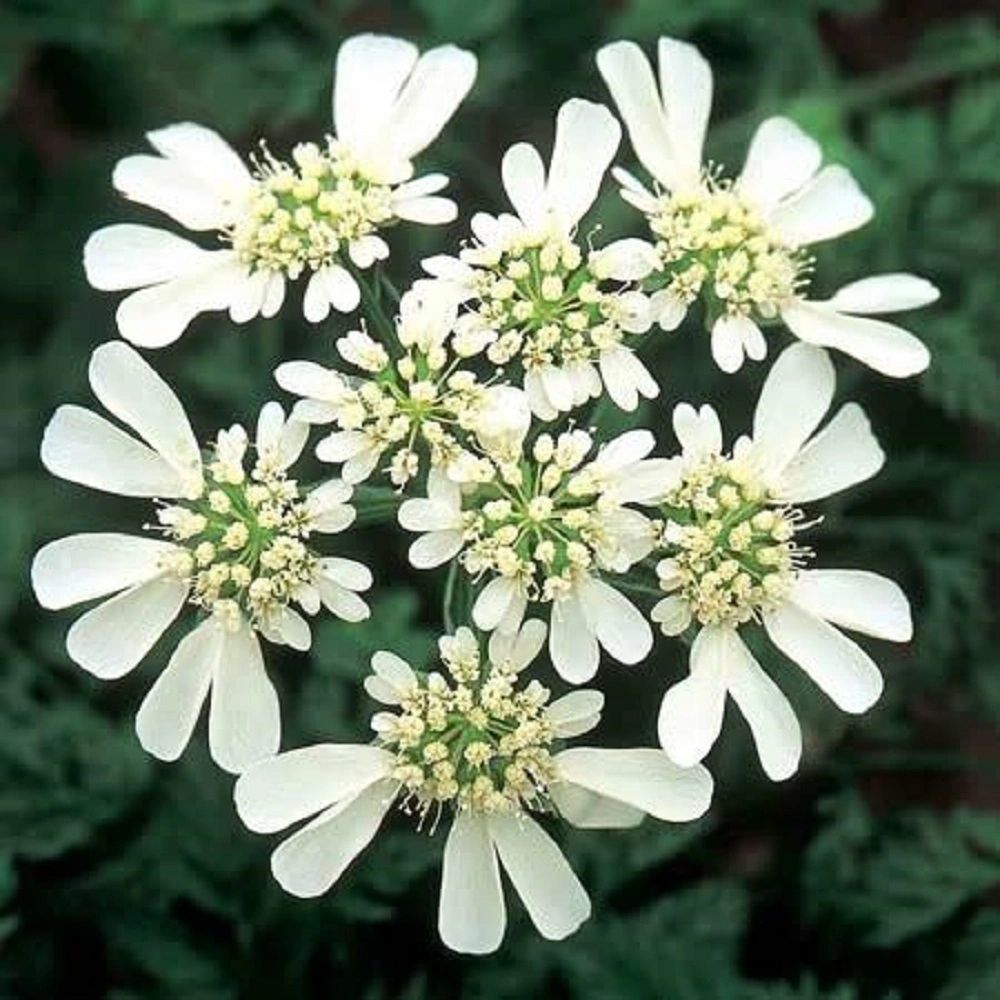 Ornamental White Orlaya flowering plant