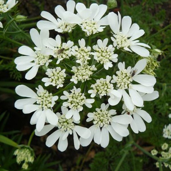 White Orlaya flower seeds for planting
