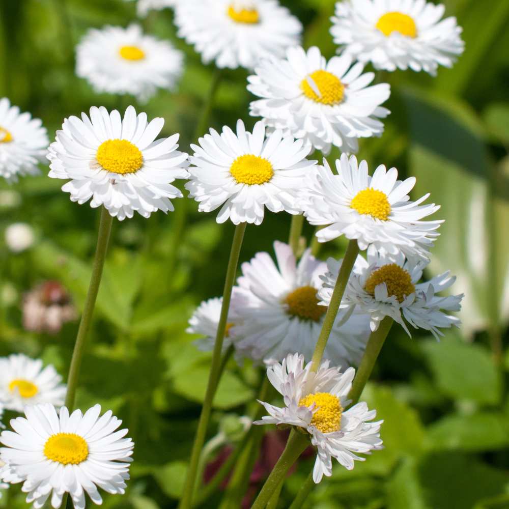 Ornamental White Paludosum flowering plant